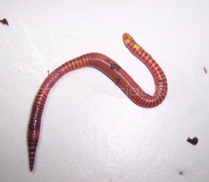 Conflicto ¿Eisenia andrei o fetida? Ecocelta Blog, naturaleza en